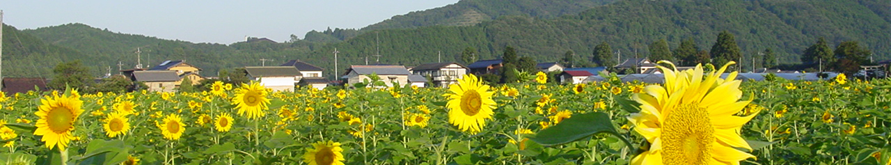 鹿沼のひまわり畑